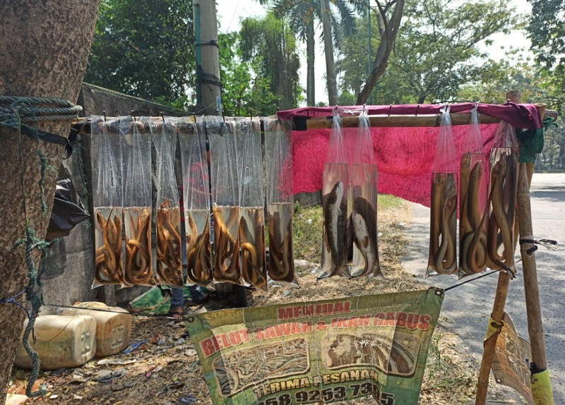 Penjual belut (Foto: Andi Ristanto/GenPI) Penjual belut (Foto: Andi Ristanto/GenPI)