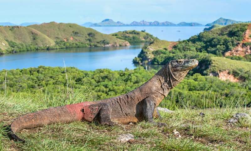 Binatang purba Komodo ada di Nusa Tenggara Timur itu sudah masuk daftar 7 keajaiban dunia ( foto: pixabay) Binatang purba Komodo ada di Nusa Tenggara Timur itu sudah masuk daftar 7 keajaiban dunia ( foto: pixabay)