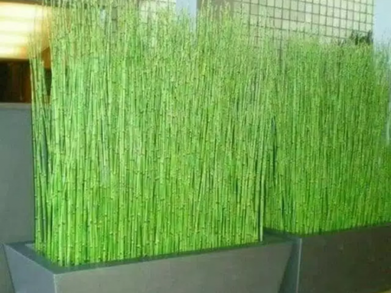 Bambu air. Foto: freepik Bambu air. Foto: freepik