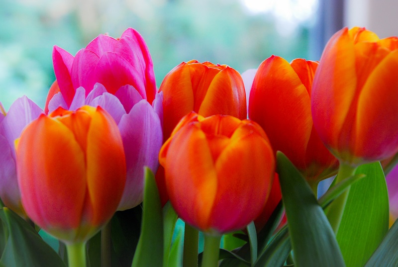 ilustrasi: bunga Tulip ( foto: unsplash) ilustrasi: bunga Tulip ( foto: unsplash)