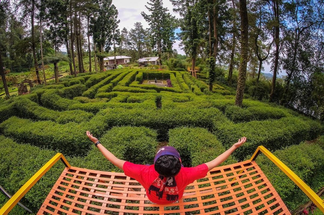 Serunya bermain di Taman Labirin Wana Wisata Baturraden. (Foto: Foto: Dok Wana Wisata Baturraden) Serunya bermain di Taman Labirin Wana Wisata Baturraden. (Foto: Foto: Dok Wana Wisata Baturraden)