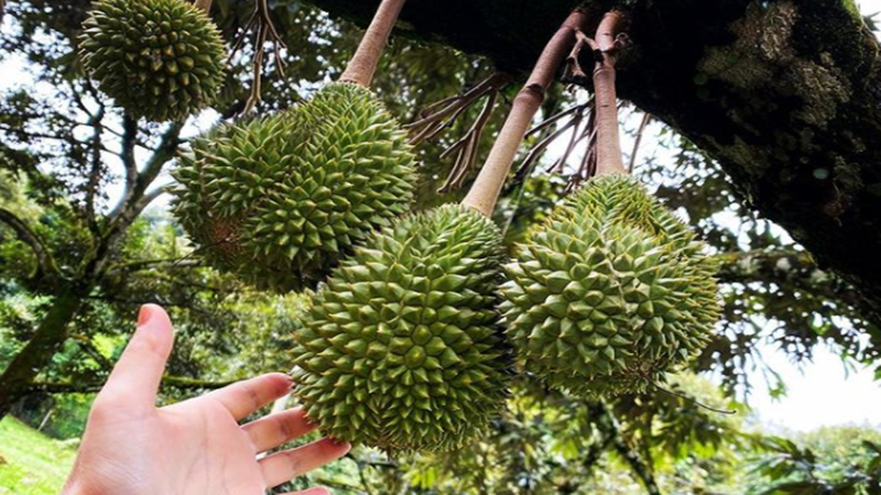 Pohon durian (foto: SC IG @sweet_love_orchard) Pohon durian (foto: SC IG @sweet_love_orchard)