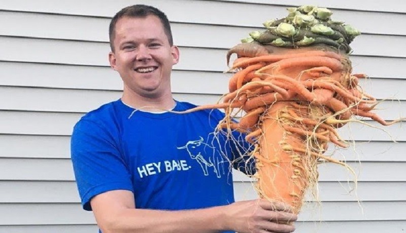 Wortel terberat (Foto: Guinness World Records) Wortel terberat (Foto: Guinness World Records)
