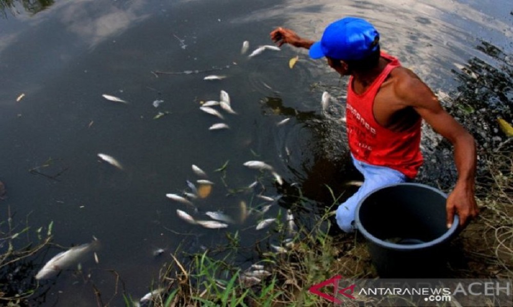 Pencemaran limbah laut mengakibatkan ikan pada mati. FOTO: Antara Pencemaran limbah laut mengakibatkan ikan pada mati. FOTO: Antara