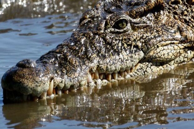 Ilustrasi-Seekor buaya. Foto: Reuters/Desmond Boylan. Ilustrasi-Seekor buaya. Foto: Reuters/Desmond Boylan.