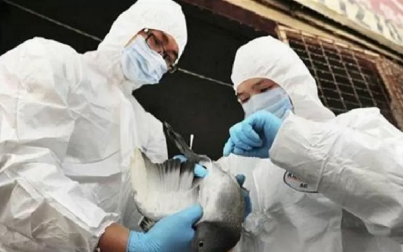 Ilustrasi-Petugas kesehatan memeriksa kondisi unggas sebagai antisipasi penyebaran flu burung. Foto: Antara/Reuters. Ilustrasi-Petugas kesehatan memeriksa kondisi unggas sebagai antisipasi penyebaran flu burung. Foto: Antara/Reuters.
