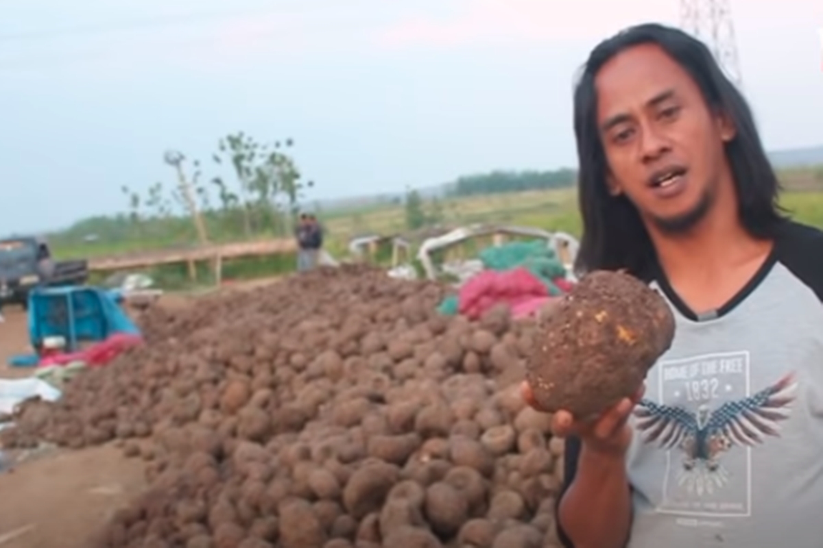 Paidi sukses berkat porang (foto: SC YouTube PAIDI PORANG OFFICIAL) Paidi sukses berkat porang (foto: SC YouTube PAIDI PORANG OFFICIAL)