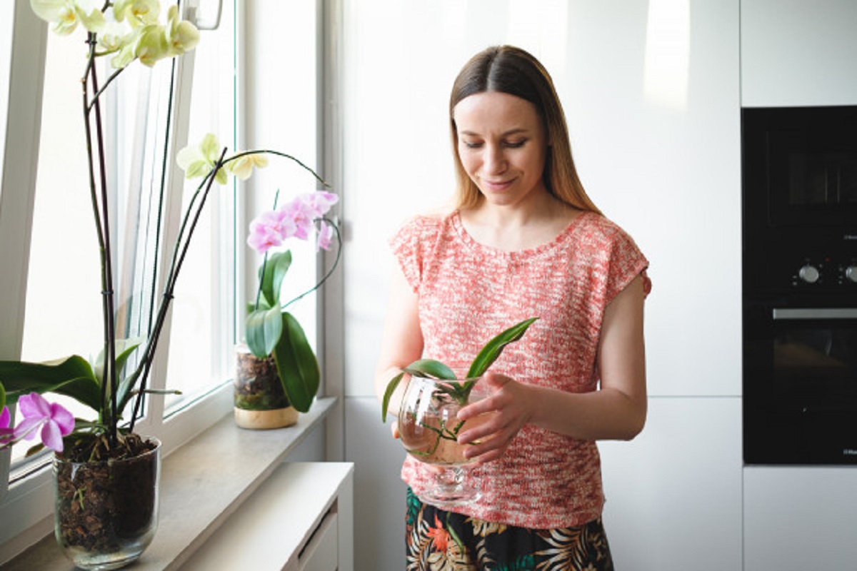 5 Tips Bikin Anggrek Berbunga Banyak, Nomor 2 & 3 Perhatikan ( foto: freepik) 5 Tips Bikin Anggrek Berbunga Banyak, Nomor 2 & 3 Perhatikan ( foto: freepik)