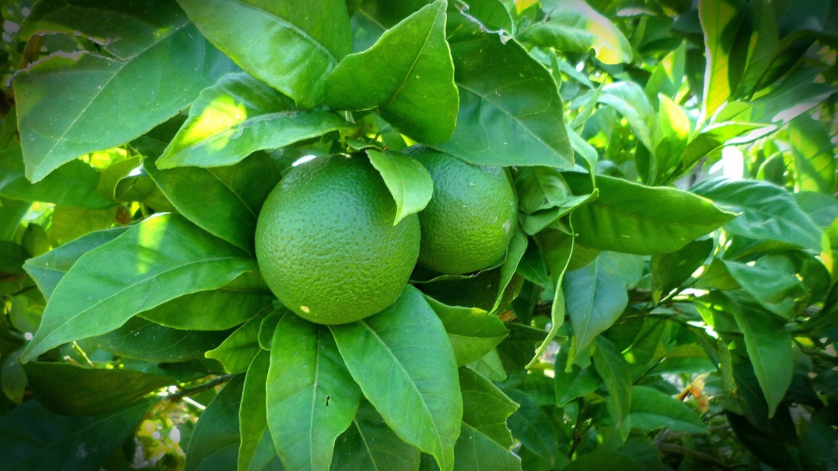 Air Rebusan Daun Jeruk Nipis Khasiatnya Ajaib, 5 Penyakit Ambrol (foto: pixabay) Air Rebusan Daun Jeruk Nipis Khasiatnya Ajaib, 5 Penyakit Ambrol (foto: pixabay)