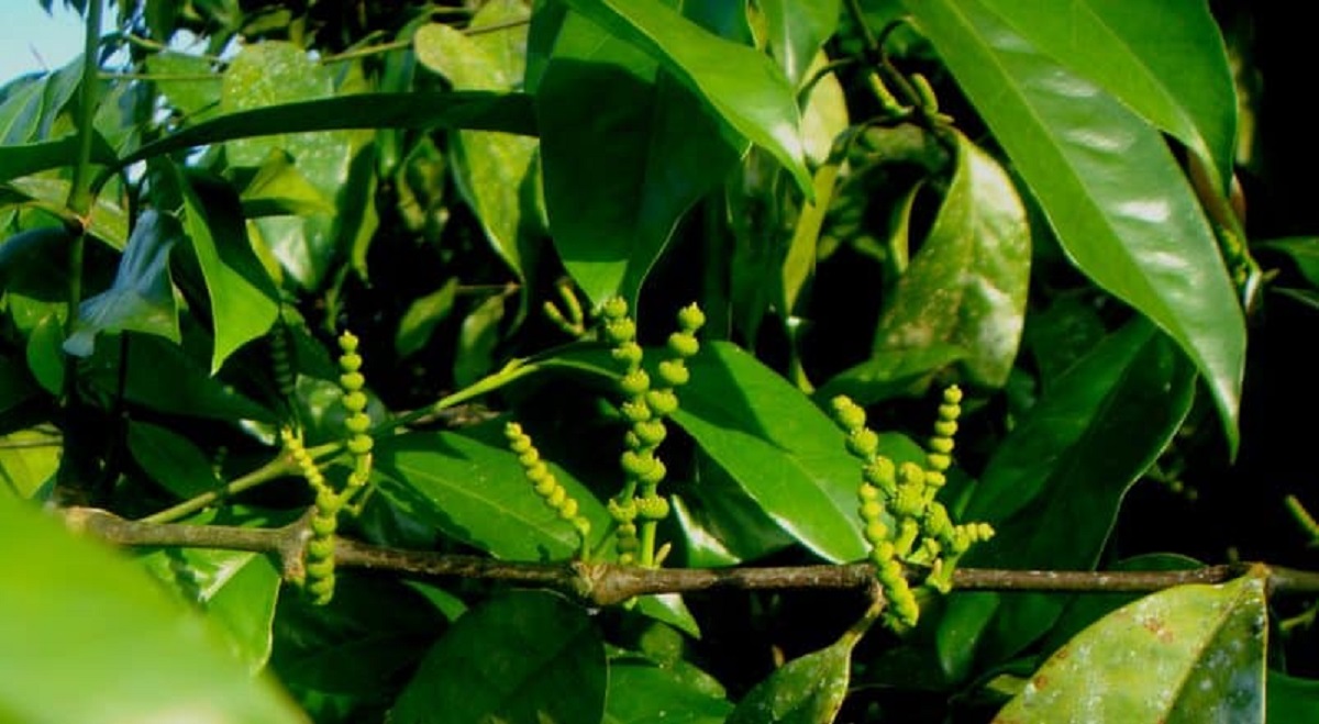 Daun Melinjo Khasiatnya Dahsyat, Pantas Diburu Banyak Wanita! (foto: ikoma indonesia/hellosehat) Daun Melinjo Khasiatnya Dahsyat, Pantas Diburu Banyak Wanita! (foto: ikoma indonesia/hellosehat)