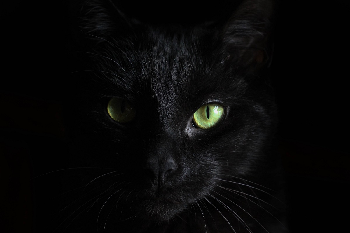 Kisah Horor: Kucing Hitam ini Membawa Kutukan (foto: freepik) Kisah Horor: Kucing Hitam ini Membawa Kutukan (foto: freepik)