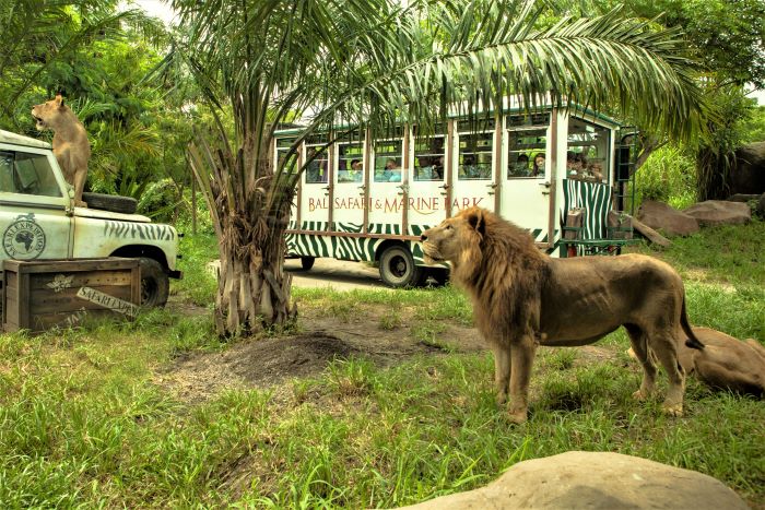 Bali Safari Park. Foto: balisafarimarinepark.com Bali Safari Park. Foto: balisafarimarinepark.com