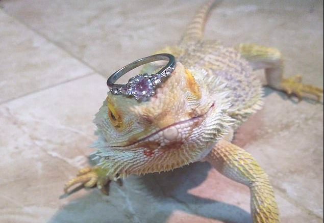 Kadal bernaa Cleo menjadi model cincin fermata (Sumber Facebook/That's It, I'm Ring Shaming) Kadal bernaa Cleo menjadi model cincin fermata (Sumber Facebook/That's It, I'm Ring Shaming)