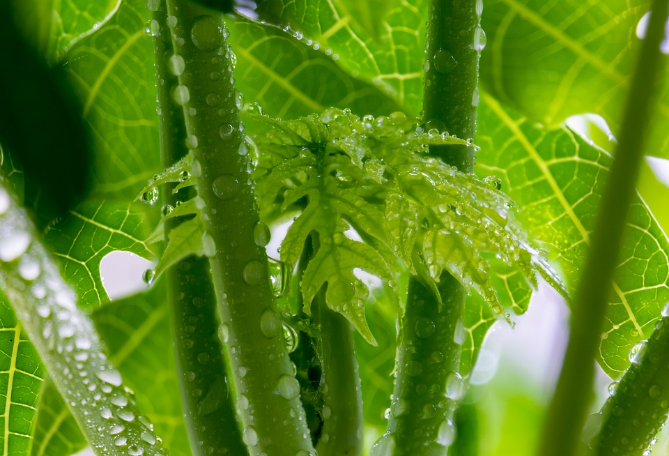 Ilustrasi daun pepaya. Foto: Pixabay Ilustrasi daun pepaya. Foto: Pixabay