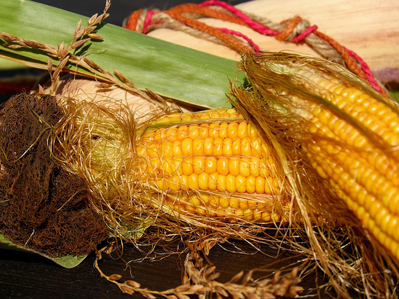 Ilustrasi rambut jagung. Foto: Pixabay Ilustrasi rambut jagung. Foto: Pixabay