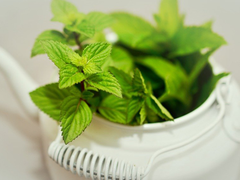 Ilustrasi tanaman herbal. Foto: Pixabay Ilustrasi tanaman herbal. Foto: Pixabay