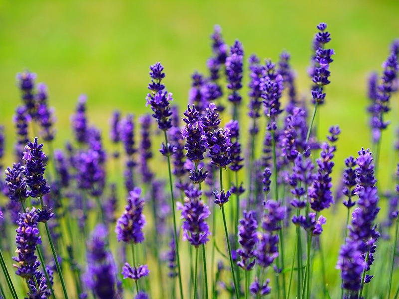 Ilustrasi tanaman hias lavender. Foto: Pixabay Ilustrasi tanaman hias lavender. Foto: Pixabay