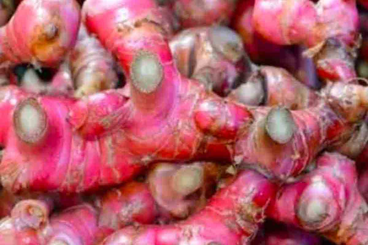 Jahe merah. Foto: Pertanianku Jahe merah. Foto: Pertanianku