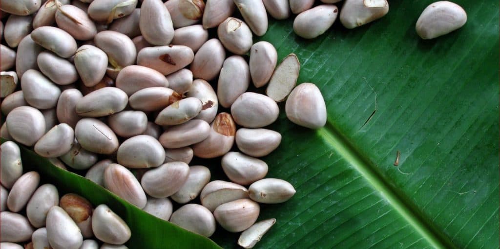 4 Khasiat Biji Nangka yang Tidak Boleh Dipandang Sebelah Mata. Foto: Hellosehat 4 Khasiat Biji Nangka yang Tidak Boleh Dipandang Sebelah Mata. Foto: Hellosehat