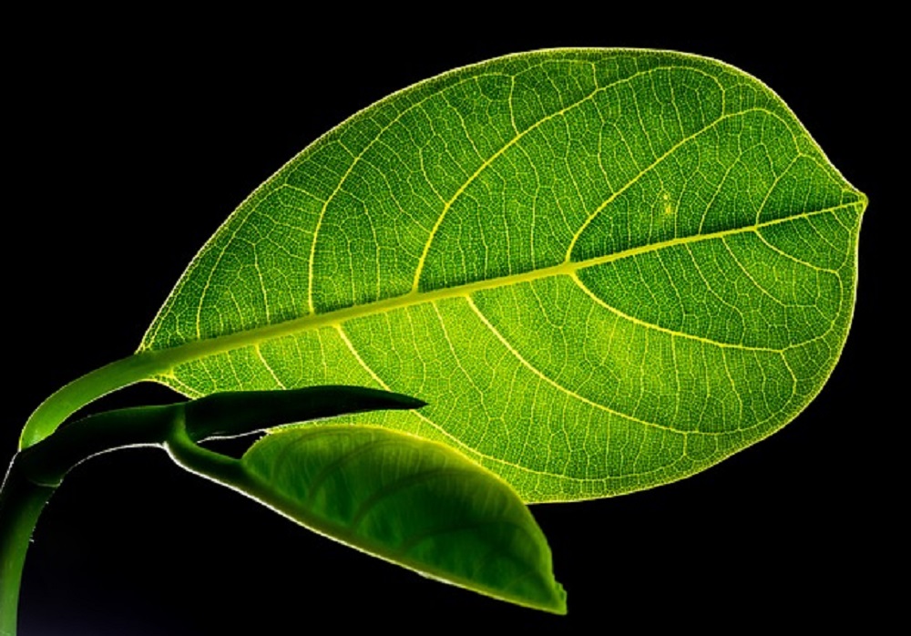 Ajaib Air Rebusan Daun Nangka Bikin Luka Diabetes Cepat