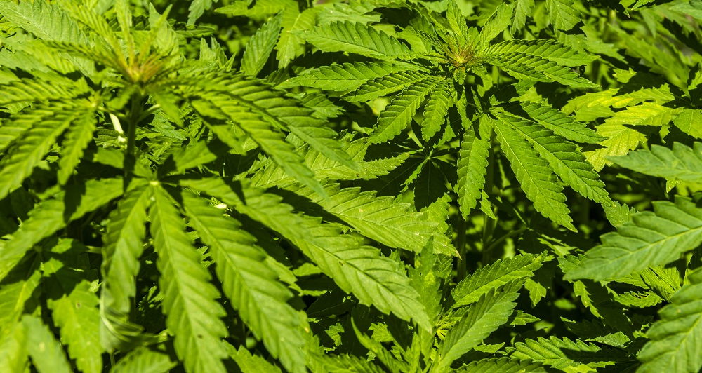 Ilustrasi ganja. (Foto: Elements Envato) Ilustrasi ganja. (Foto: Elements Envato)