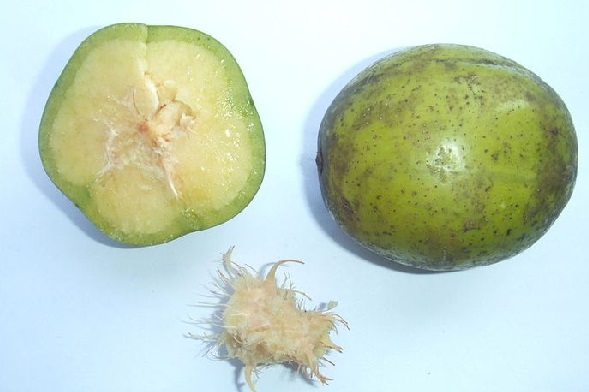 Jangan Remehkan! Manfaat Buah Kedondong Sangat Mencengangkan (Foto: Wikicommons/Hans B) Jangan Remehkan! Manfaat Buah Kedondong Sangat Mencengangkan (Foto: Wikicommons/Hans B)