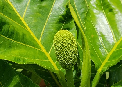 Ajaib! Khasiat Daun Sukun Bikin Asam Urat dan Kolesterol Ambrol (Foto: Pixabay) Ajaib! Khasiat Daun Sukun Bikin Asam Urat dan Kolesterol Ambrol (Foto: Pixabay)
