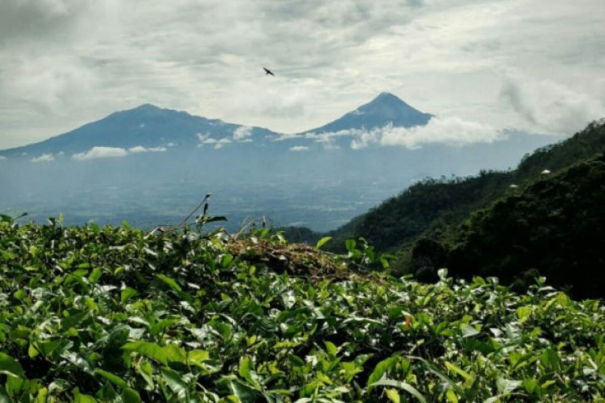 Kebun Teh Nglinggo Kabupaten Kulon Progo.(FOTO: ANTARA) Kebun Teh Nglinggo Kabupaten Kulon Progo.(FOTO: ANTARA)