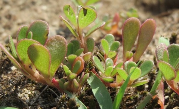 Manfaat Daun Kerokot Sangat Menakjubkan, 9 Penyakit Kronis Rontok (Foto: Pixabay) Manfaat Daun Kerokot Sangat Menakjubkan, 9 Penyakit Kronis Rontok (Foto: Pixabay)
