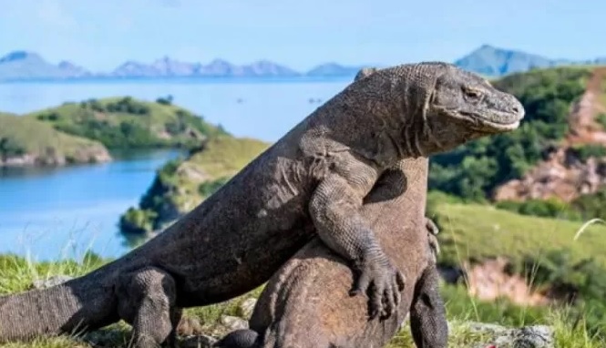 Pengunjung mengabadikan seekor komodo di Pulau Rinca, Kawasan Taman Nasional Komodo, Nusa Tenggara Timur. (Foto Antara) Pengunjung mengabadikan seekor komodo di Pulau Rinca, Kawasan Taman Nasional Komodo, Nusa Tenggara Timur. (Foto Antara)