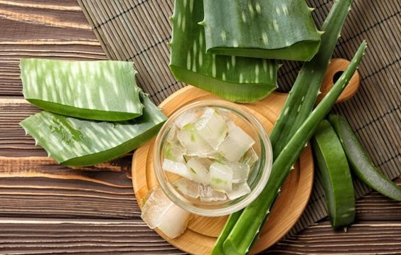 Khasiat Lidah Buaya Sangat Mencengangkan Untuk Kesehatan, Ini Dia (Foto: Shutterstock) Khasiat Lidah Buaya Sangat Mencengangkan Untuk Kesehatan, Ini Dia (Foto: Shutterstock)