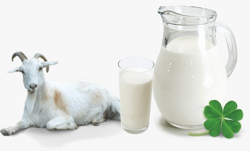 Susu kambing. Foto: Wahyu food Susu kambing. Foto: Wahyu food