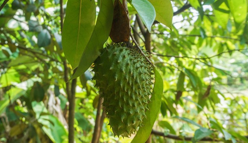 Yuk Simak Manfaat Daun Nangka Belanda Atau Sirsak 