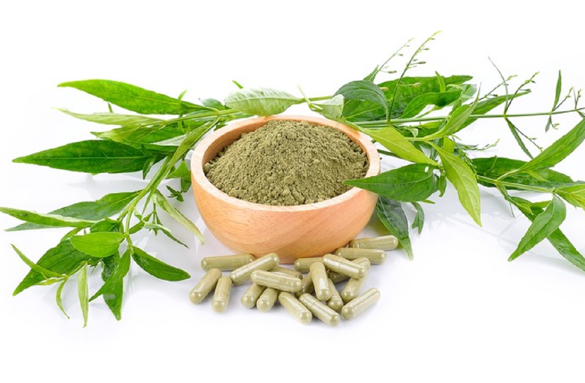 Herbal: Daun Sambiloto Khasiatnya Mengejutkan, Kolesterol Ambrol (Foto: Shutterstock) Herbal: Daun Sambiloto Khasiatnya Mengejutkan, Kolesterol Ambrol (Foto: Shutterstock)