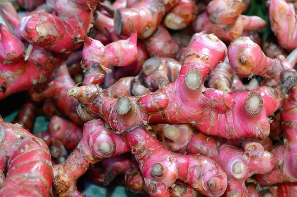Jahe merah. Foto: Shutterstock Jahe merah. Foto: Shutterstock