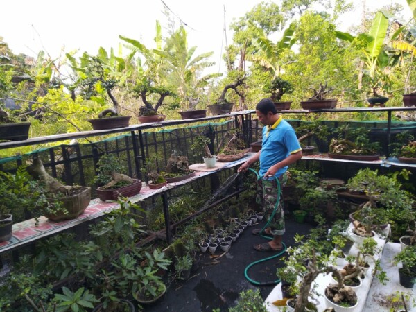 Mukidi menyirami tanaman bonsai miliknya. Foto: Laman Pemkab Bojonegoro. Mukidi menyirami tanaman bonsai miliknya. Foto: Laman Pemkab Bojonegoro.