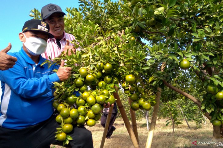 Bupati Situbondo Karna Suswandi menunjukkan buah jeruk saat panen raya di perkebunan jeruk Desa Juglangan, Kecamatan Panji, Situbondo. Kamis (10/6/2021) (ANTARA/Novi H) Bupati Situbondo Karna Suswandi menunjukkan buah jeruk saat panen raya di perkebunan jeruk Desa Juglangan, Kecamatan Panji, Situbondo. Kamis (10/6/2021) (ANTARA/Novi H)