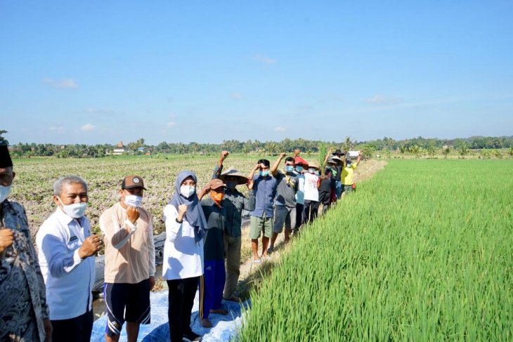 Bupati Banyuwangi Ipuk Fiestiandani Azwar Anas (tengah) foro bersama petani. (ANTARA/HO-Humas Pemkab Banyuwangi) Bupati Banyuwangi Ipuk Fiestiandani Azwar Anas (tengah) foro bersama petani. (ANTARA/HO-Humas Pemkab Banyuwangi)