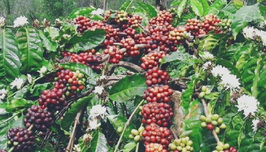 Sumatera Selatan Provinsi Robusta Di Indonesia