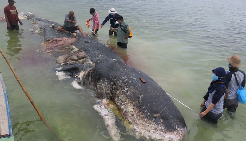 Ikan Paus Sperma mati akibat makan sampah plastik di Perairan Wakatobi. (Foto: WWF) Ikan Paus Sperma mati akibat makan sampah plastik di Perairan Wakatobi. (Foto: WWF)