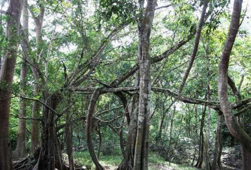 Kawasan taman wisata alam Sungai Dumai. (Foto: Wisataasia) Kawasan taman wisata alam Sungai Dumai. (Foto: Wisataasia)