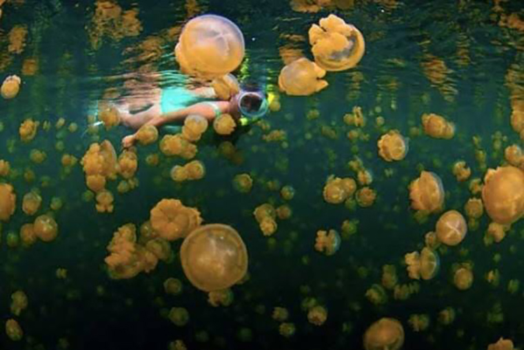 Jangan Panik Pakai 5 Bahan Ini Untuk Atasi Sengatan Gen