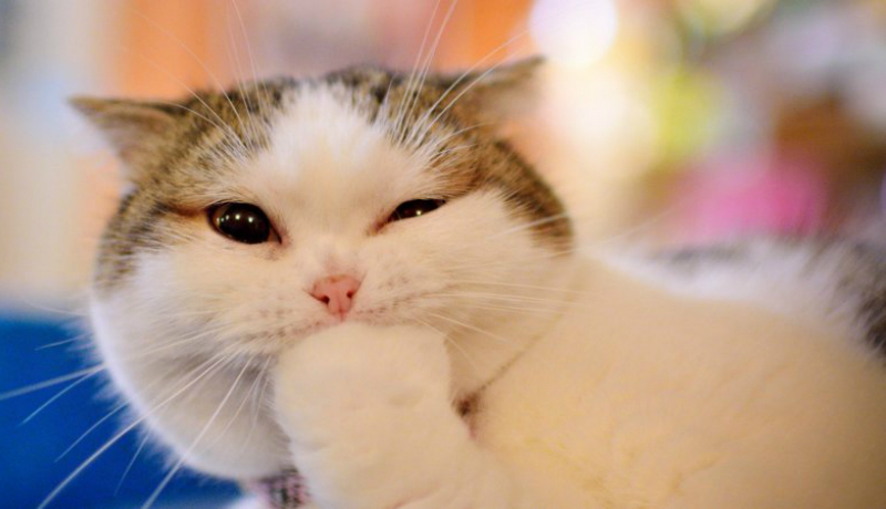 Yuk, kenali bahasa kucing kamu (Foto : Istimewa) Yuk, kenali bahasa kucing kamu (Foto : Istimewa)