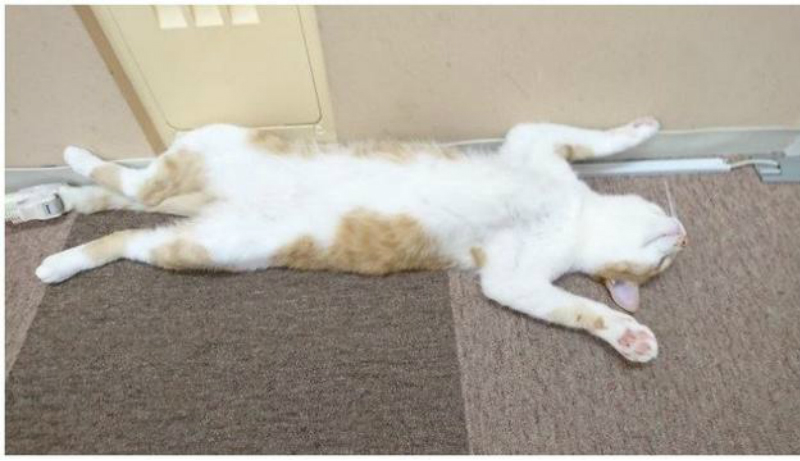 Gaya kucing lagi tidur, menggemaskan! (Foto : Istimewa) Gaya kucing lagi tidur, menggemaskan! (Foto : Istimewa)