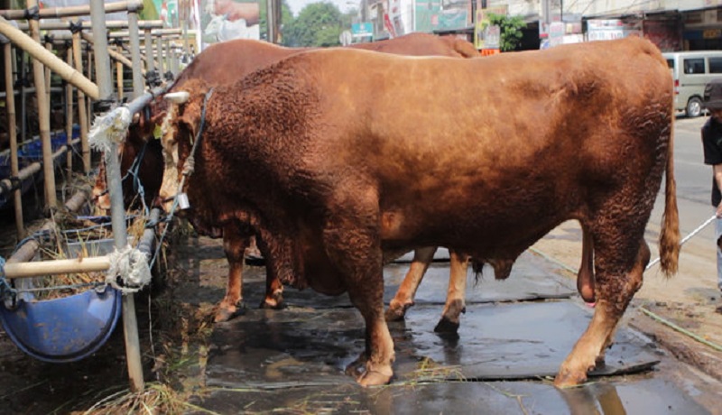 Sapi kurban harus mendapat pemeriksaan untuk memastikan sehat dan tidak cacat. (ist) Sapi kurban harus mendapat pemeriksaan untuk memastikan sehat dan tidak cacat. (ist)